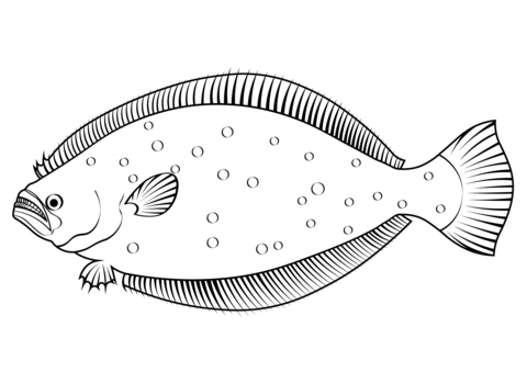 Olive Flounder (Paralichthys Olivaceus) Coloring Page